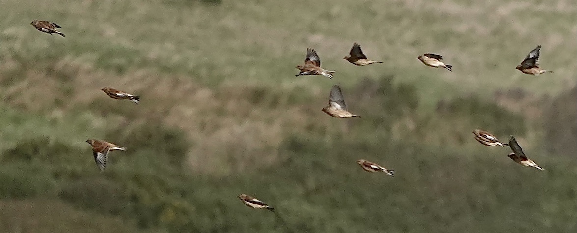 linnet flock